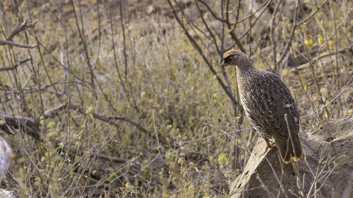 Djibouti Spurfowl - ML634918930
