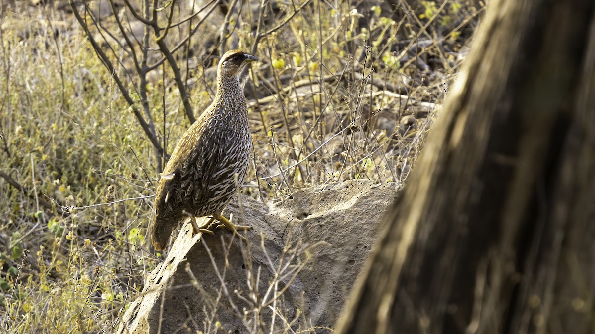 Djibouti Spurfowl - ML634918931