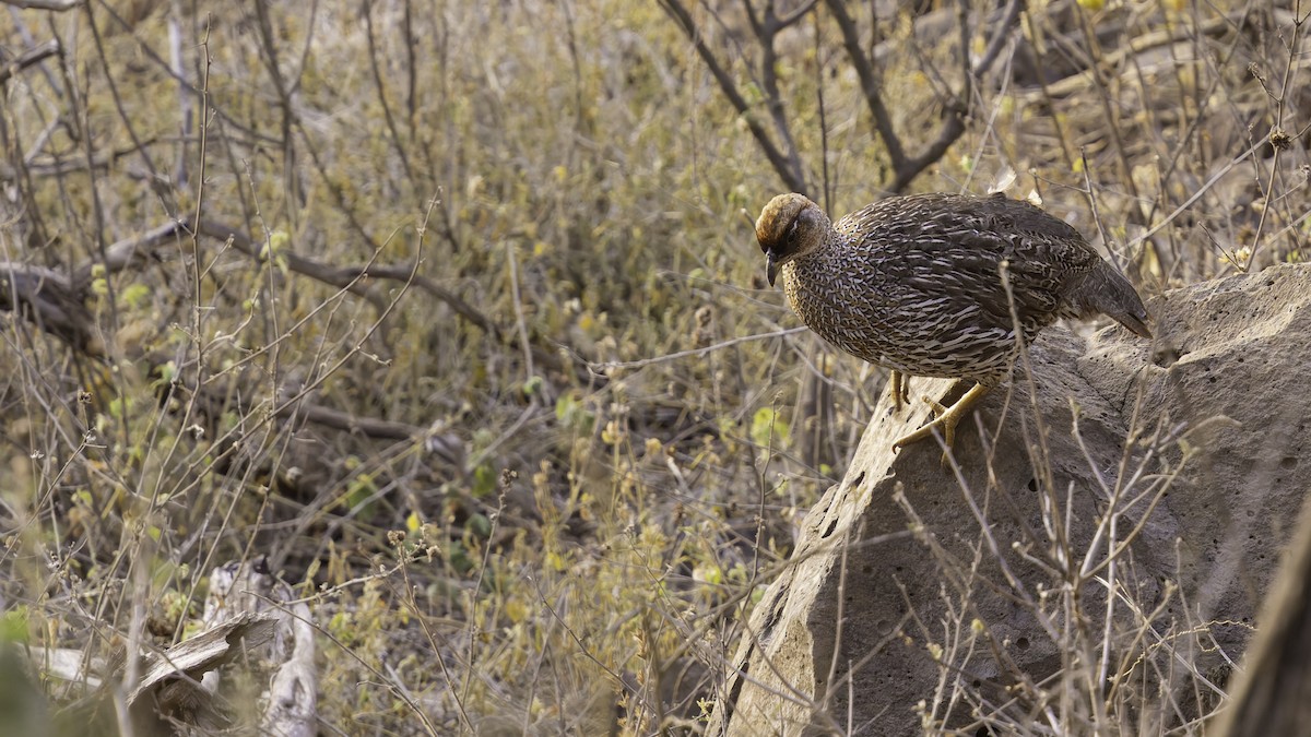 Djibouti Spurfowl - ML634918932