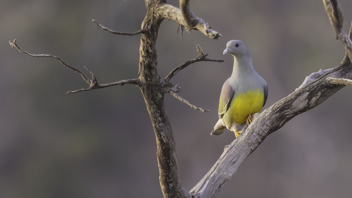 Bruce's Green-Pigeon - ML634918936