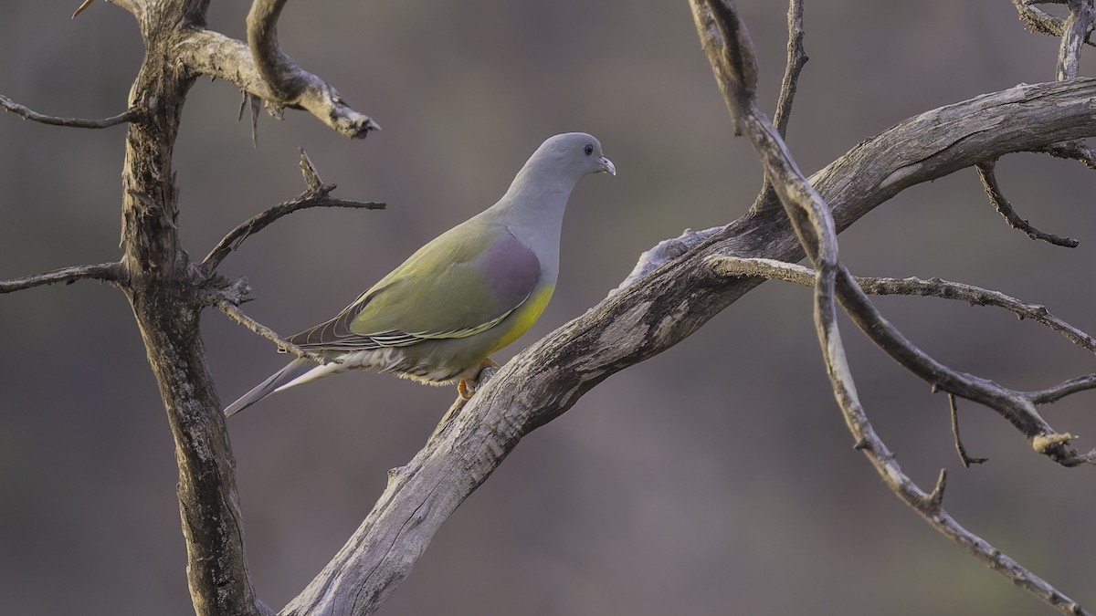 Bruce's Green-Pigeon - ML634918937