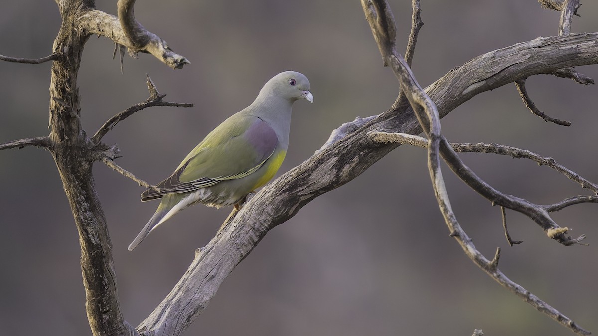 Bruce's Green-Pigeon - ML634918938
