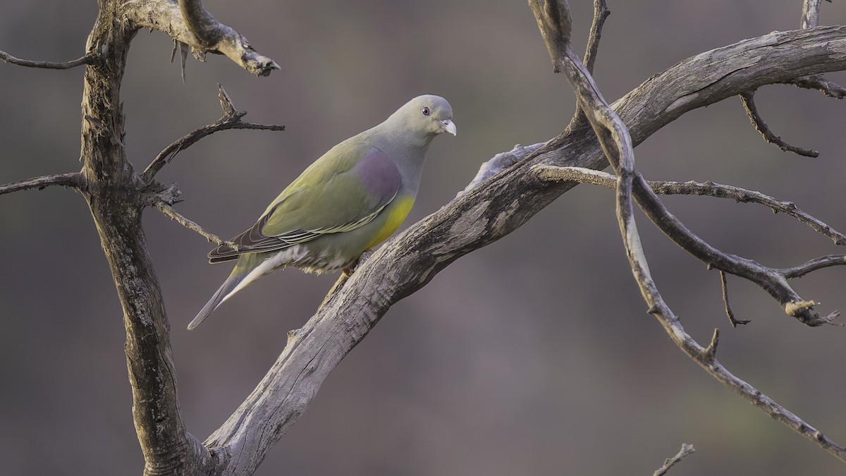 Bruce's Green-Pigeon - ML634918939