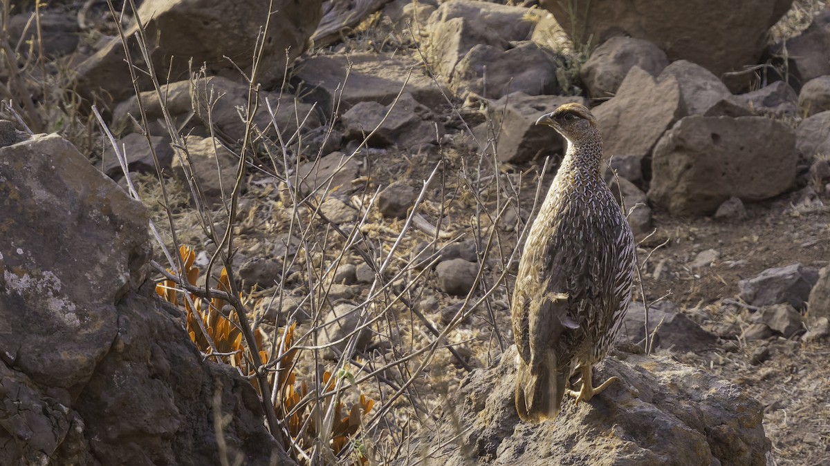 Djibouti Spurfowl - ML634918944