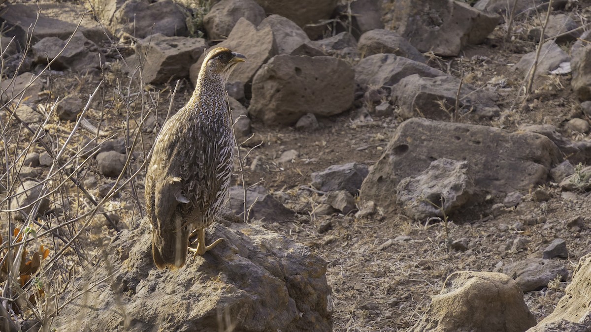 Djibouti Spurfowl - ML634918945