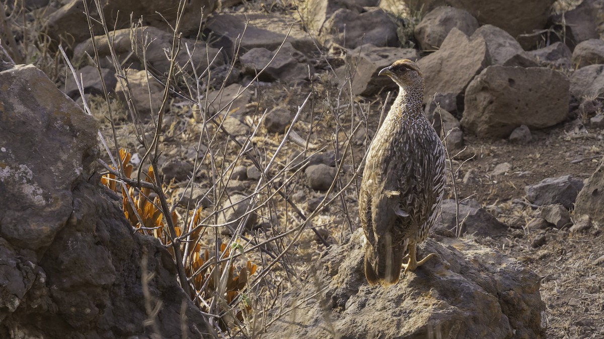 Djibouti Spurfowl - ML634918946