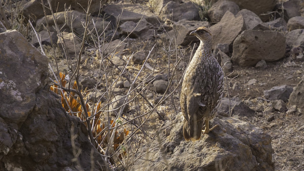 Djibouti Spurfowl - ML634918947