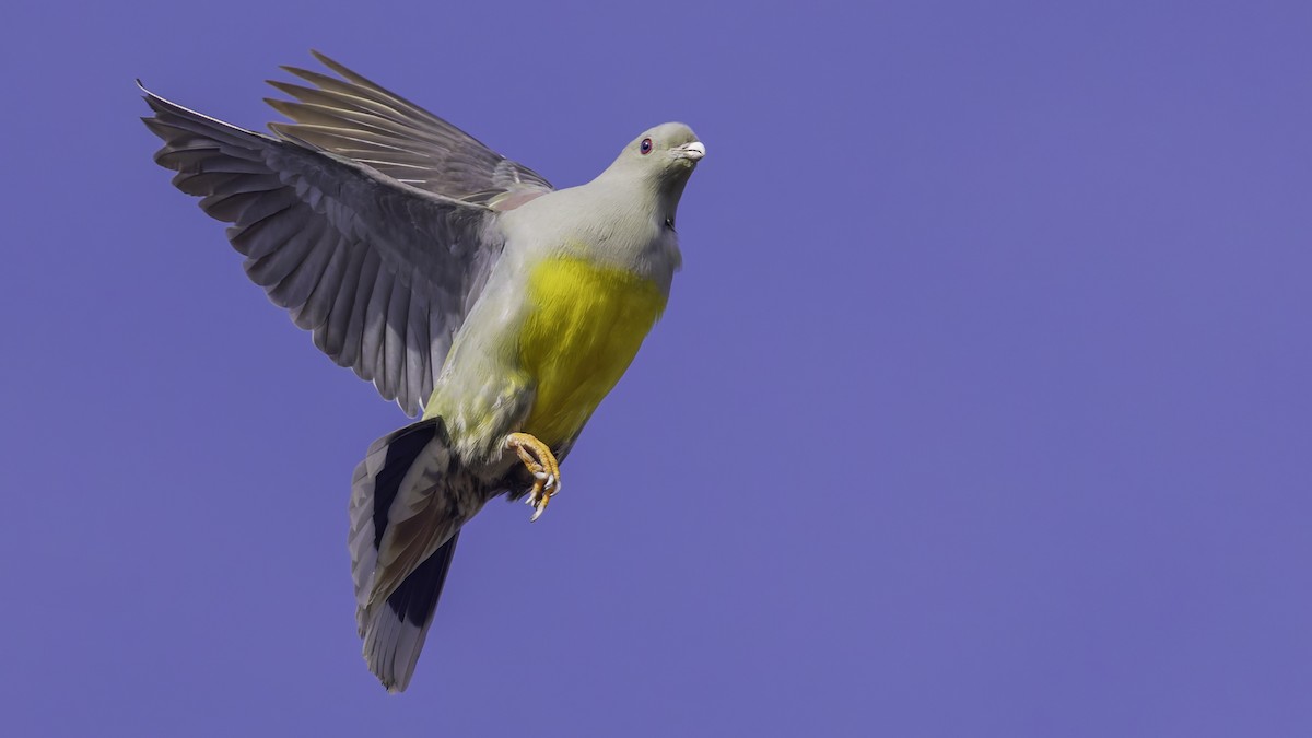 Bruce's Green-Pigeon - ML634918949