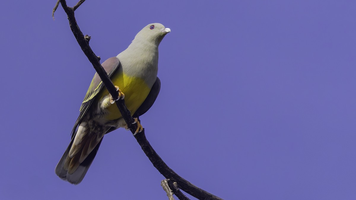Bruce's Green-Pigeon - ML634918950