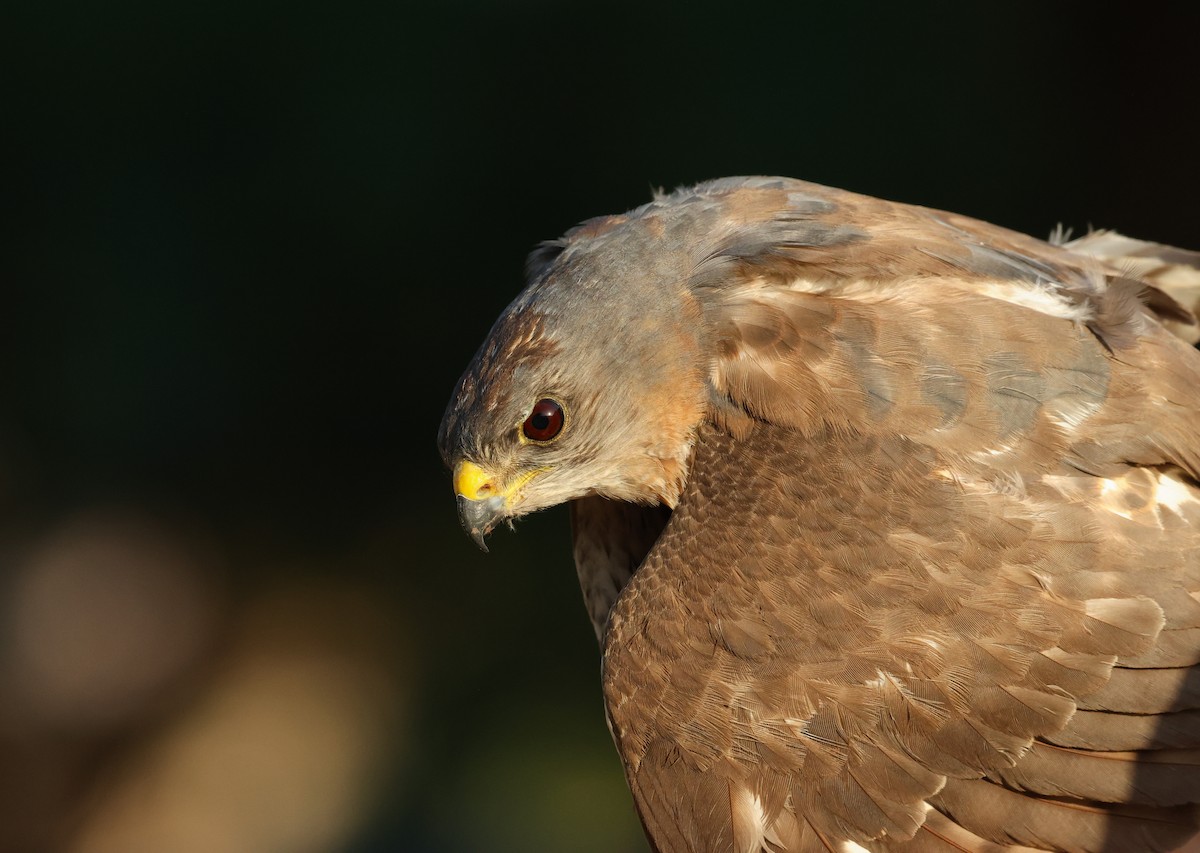 Gabirai hankamotza - ML634918953