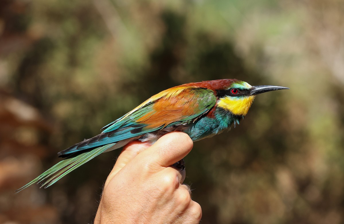 Erle-txori eurasiarra - ML634918955