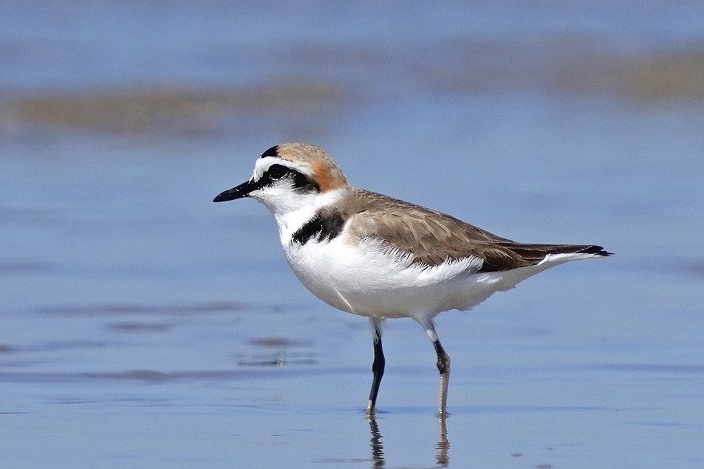 Kentish Plover - ML634918985