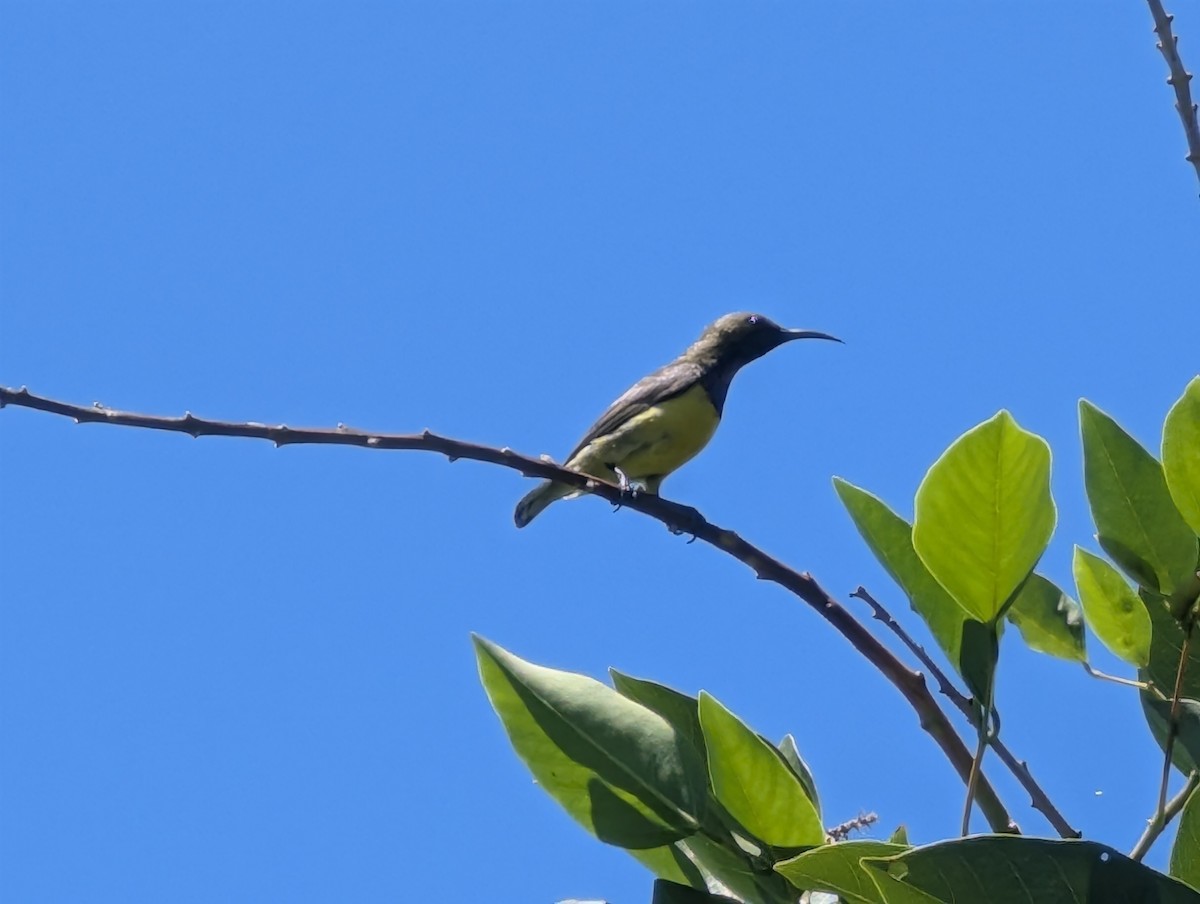 Garden Sunbird - ML634918995