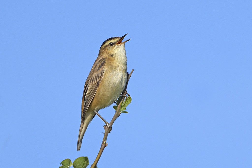 Sedge Warbler - ML634919012