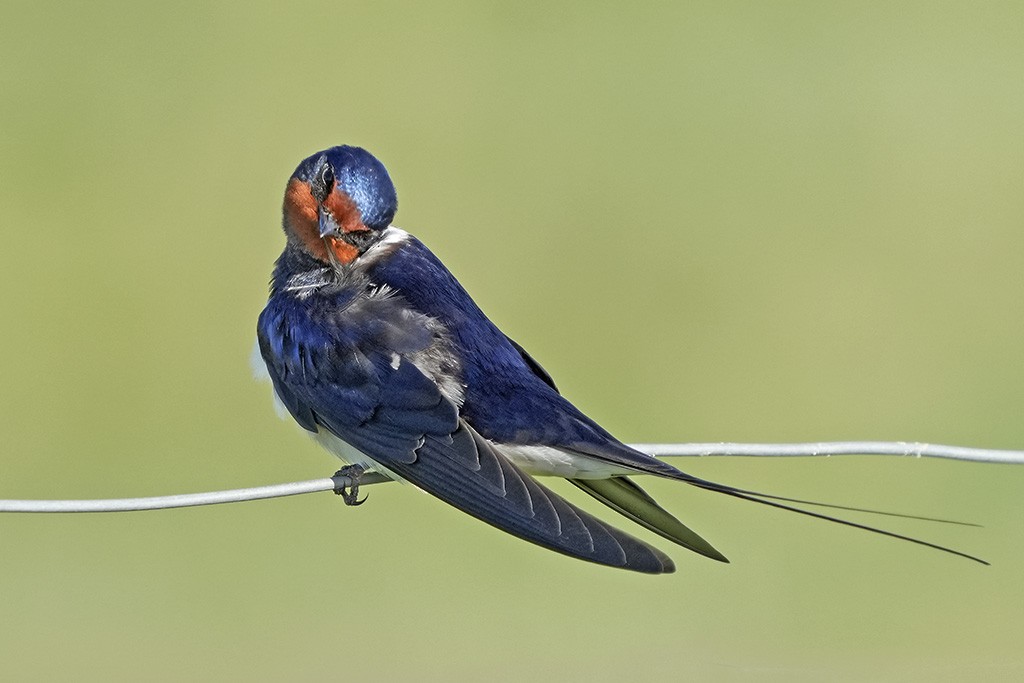 Barn Swallow - ML634919015