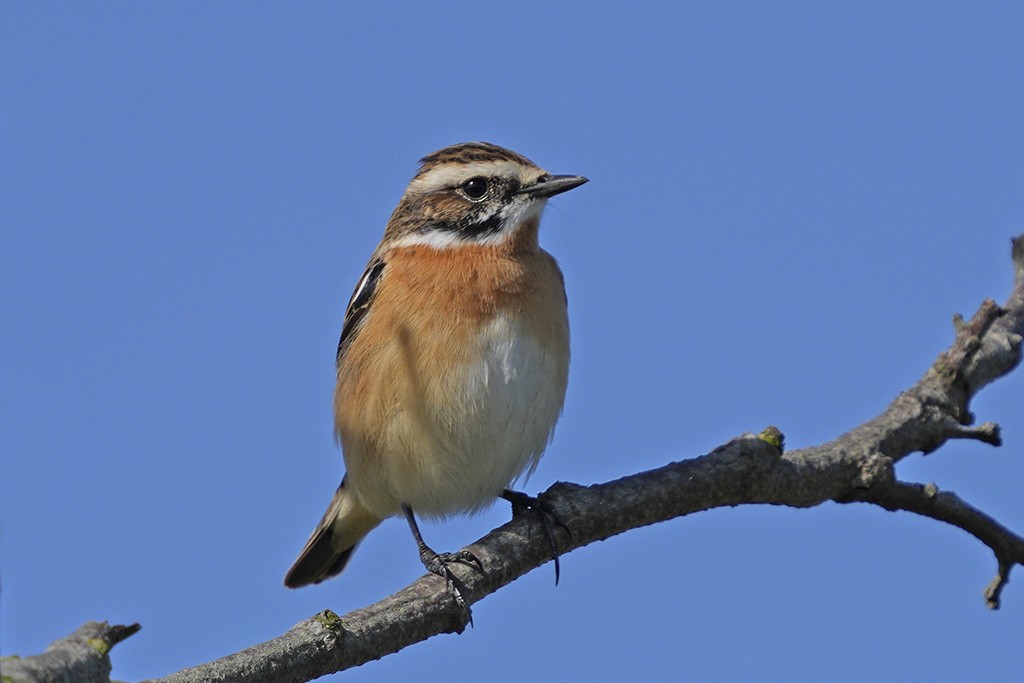 Whinchat - ML634919017