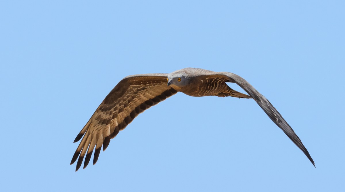 Liztorjale eurasiarra - ML634919070