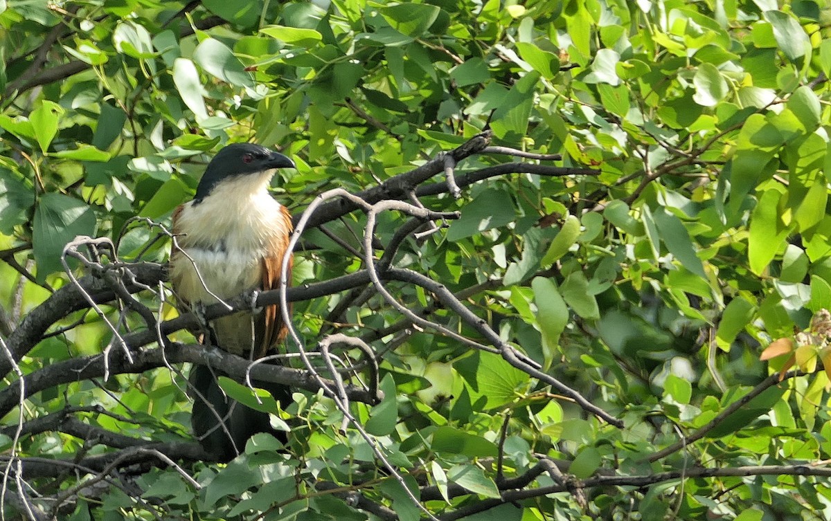 Burchell's Coucal - ML634919125
