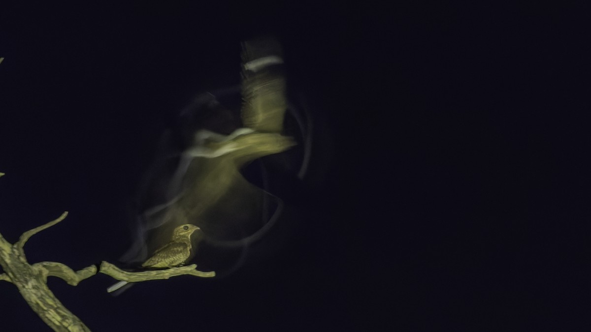 Plain Nightjar - ML634919126