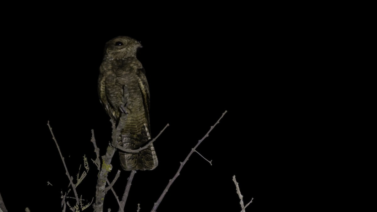 Plain Nightjar - ML634919129