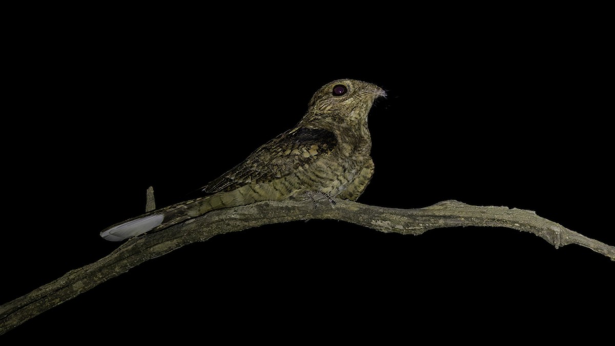 Plain Nightjar - ML634919131