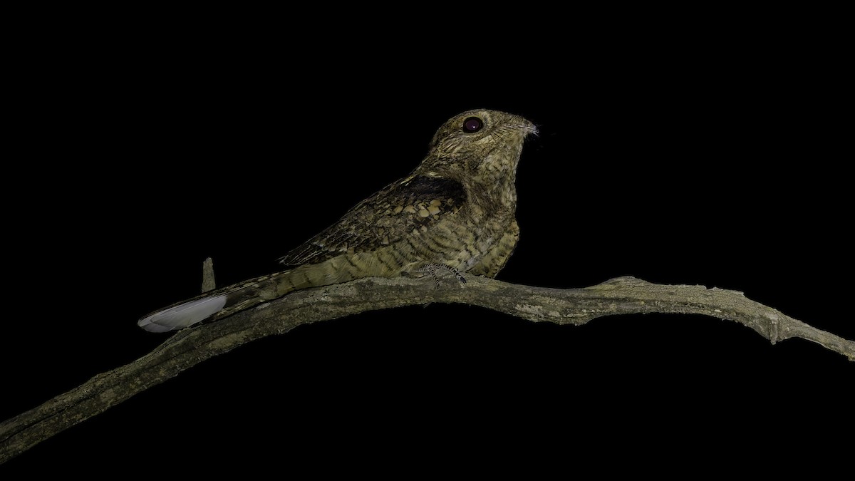 Plain Nightjar - ML634919132