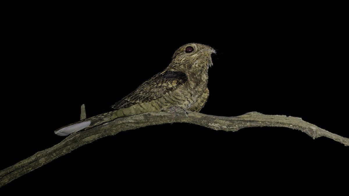 Plain Nightjar - ML634919134