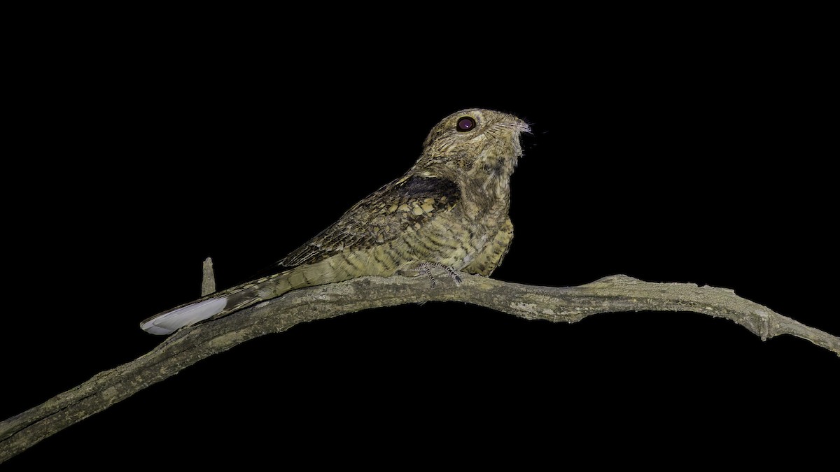Plain Nightjar - ML634919136
