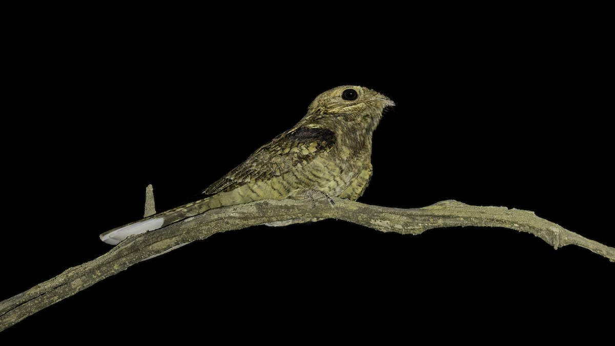 Plain Nightjar - ML634919137