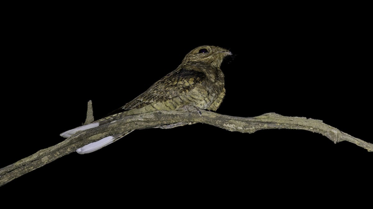 Plain Nightjar - ML634919141