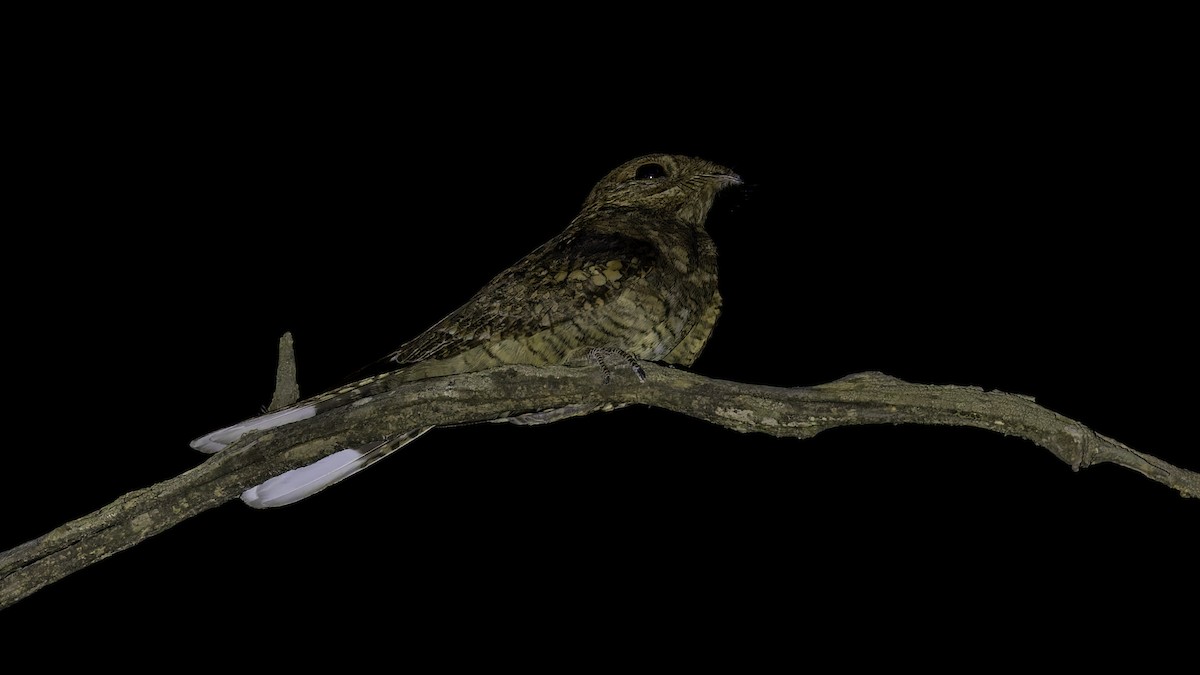 Plain Nightjar - ML634919142