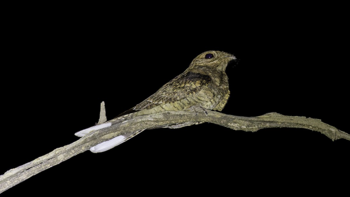 Plain Nightjar - ML634919143
