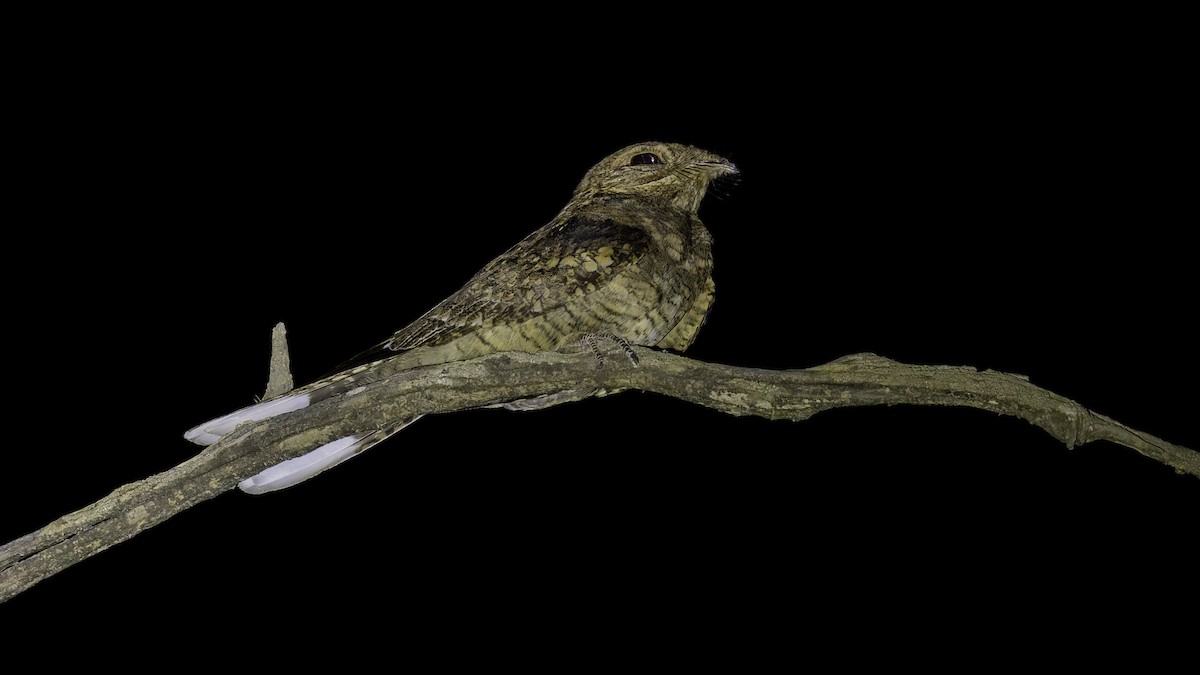 Plain Nightjar - ML634919145