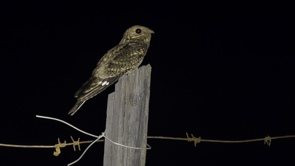 Plain Nightjar - ML634919258