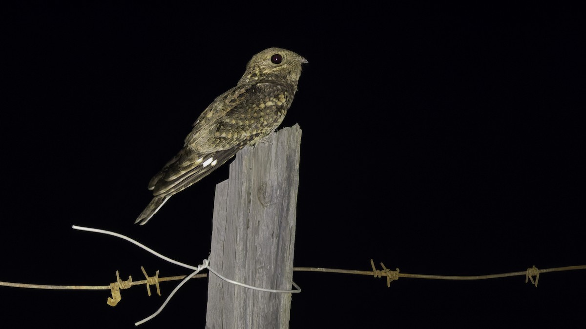 Plain Nightjar - ML634919260