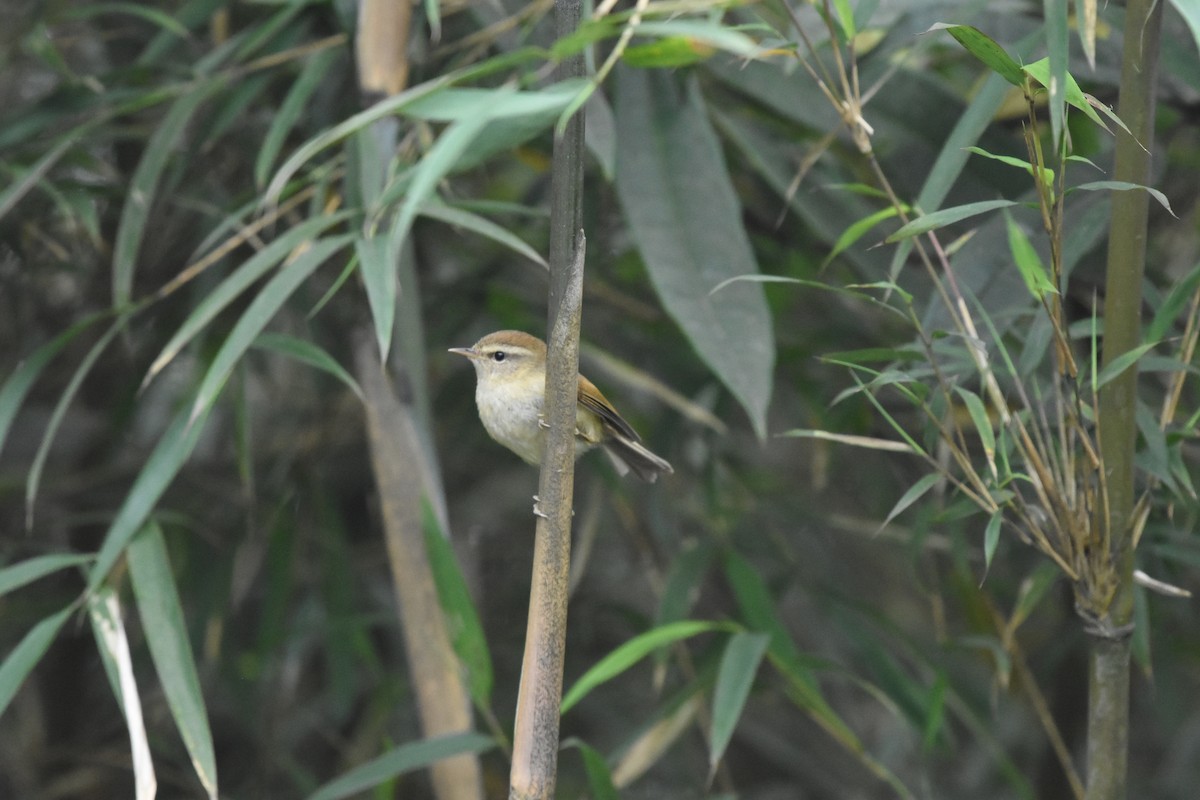 Hume's Bush Warbler - ML634919327