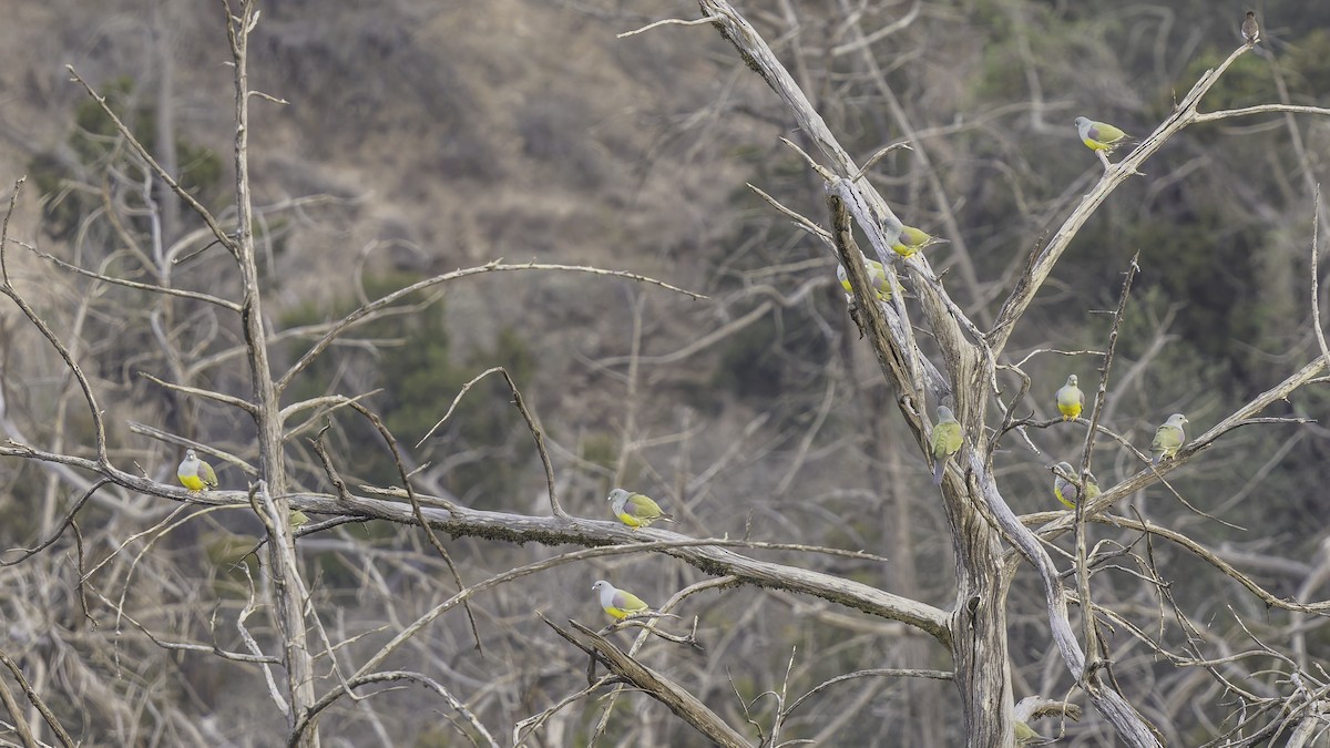 Bruce's Green-Pigeon - ML634919336