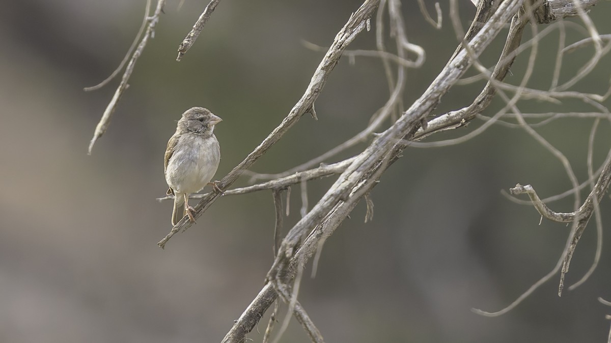 Yellow-rumped Serin - ML634919342