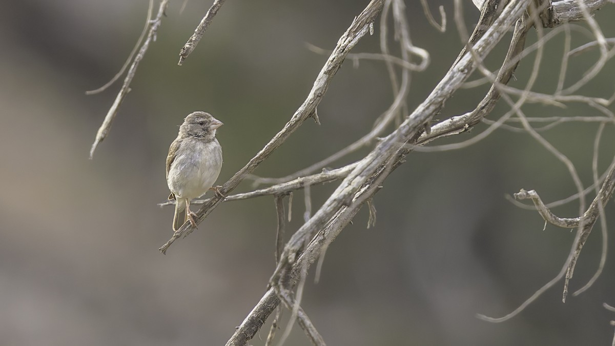 Yellow-rumped Serin - ML634919343