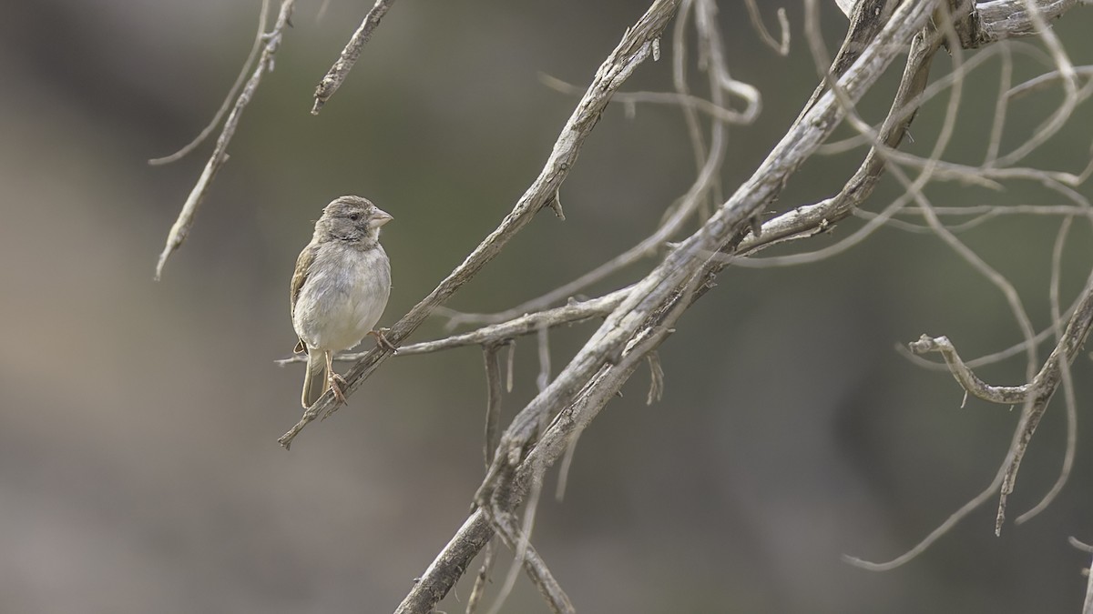 Yellow-rumped Serin - ML634919344