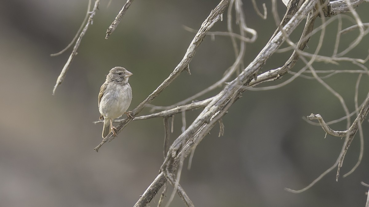 Yellow-rumped Serin - ML634919345