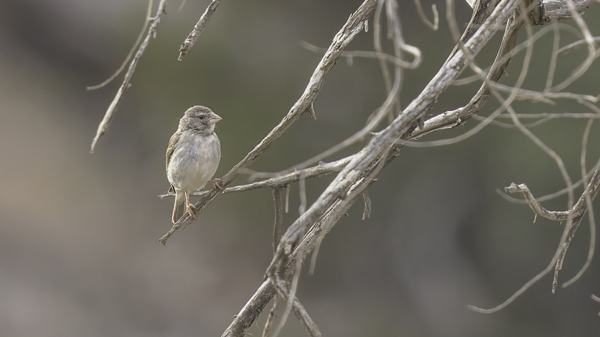 Yellow-rumped Serin - ML634919346
