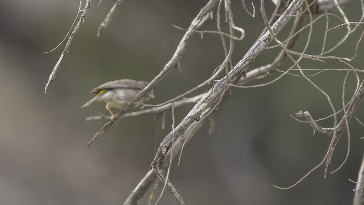Yellow-rumped Serin - ML634919349