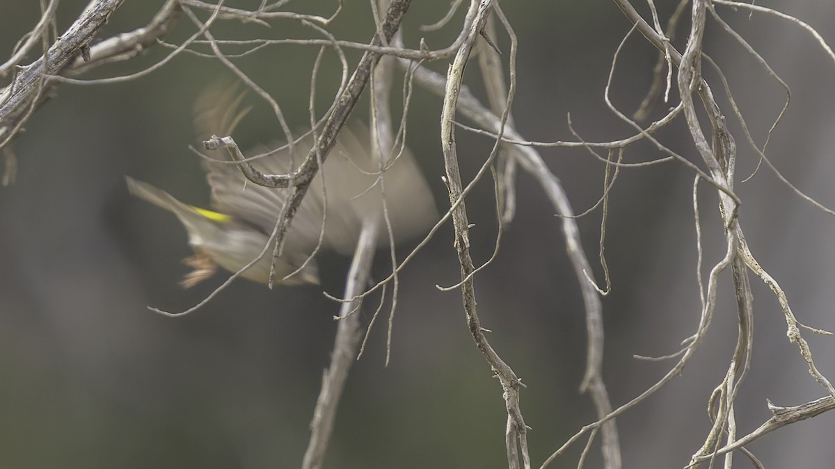 Yellow-rumped Serin - ML634919350