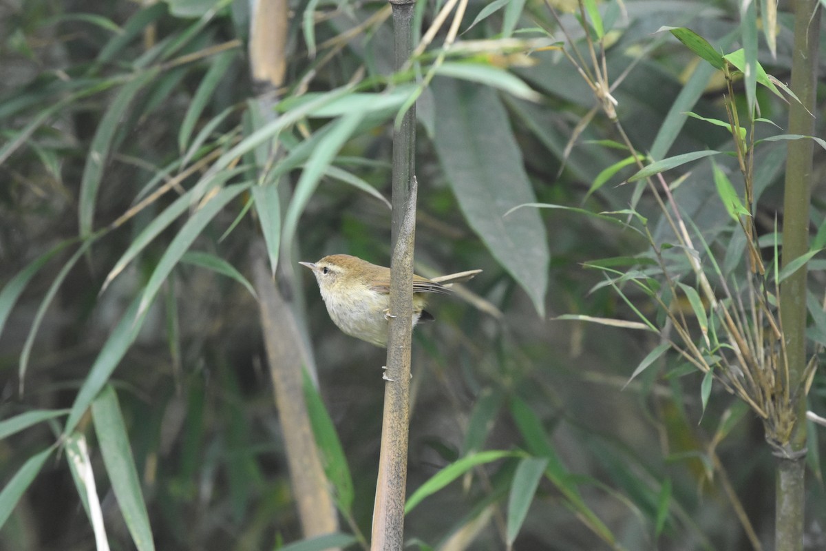Hume's Bush Warbler - ML634919351