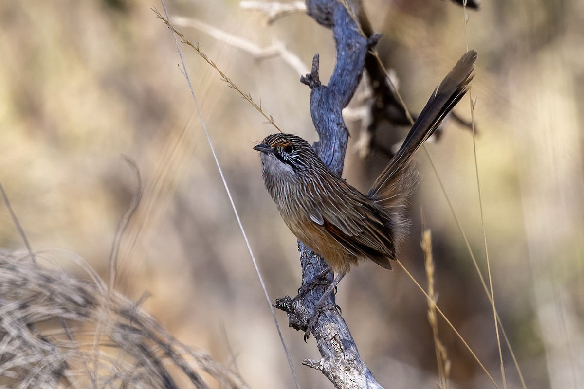 Striated Grasswren - ML634919353