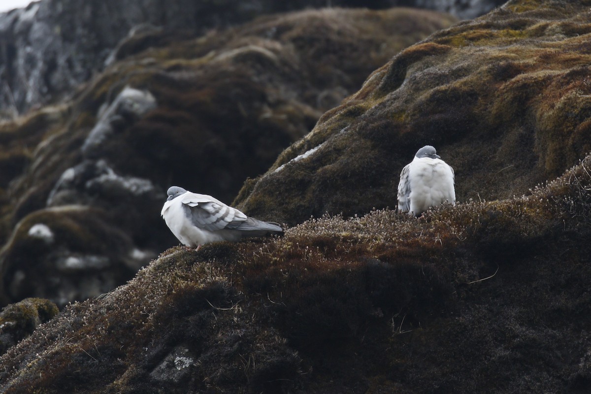 Snow Pigeon - ML634919356