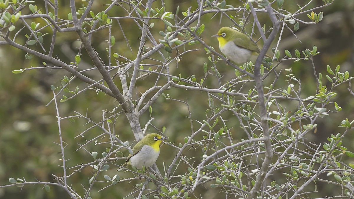 Abyssinian White-eye - ML634919357
