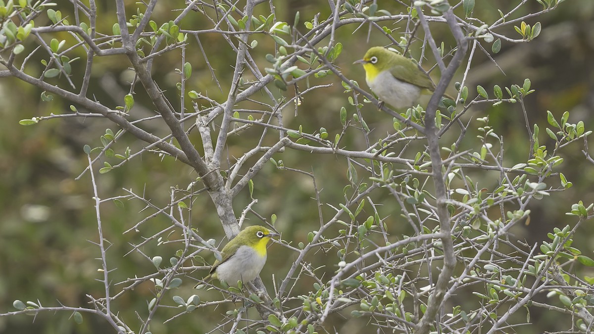 Abyssinian White-eye - ML634919360