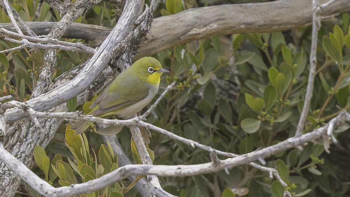 Abyssinian White-eye - ML634919374